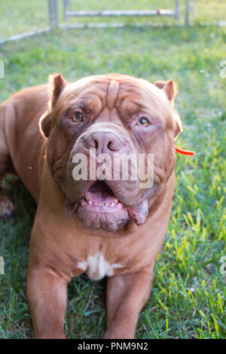 Bandog americano