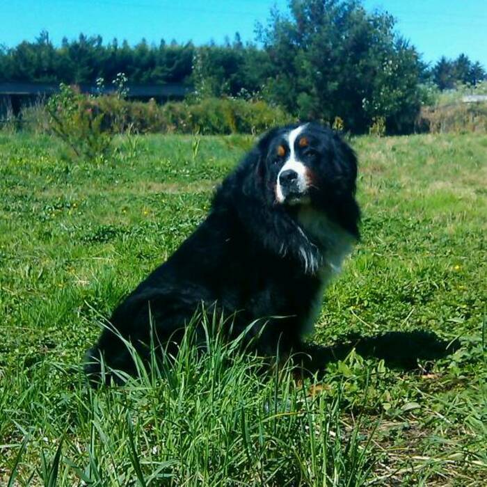 Podredumbre en frambuesas: cómo se ve y cómo tratarla?