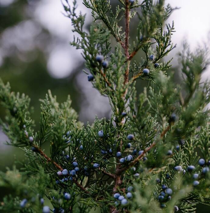 Cómo eliminar el arce de la parcela para siempre?