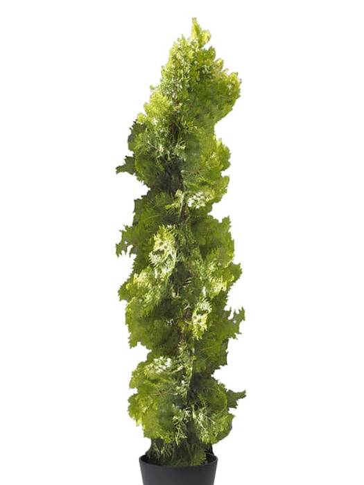 Cultivo de tuya en maceta