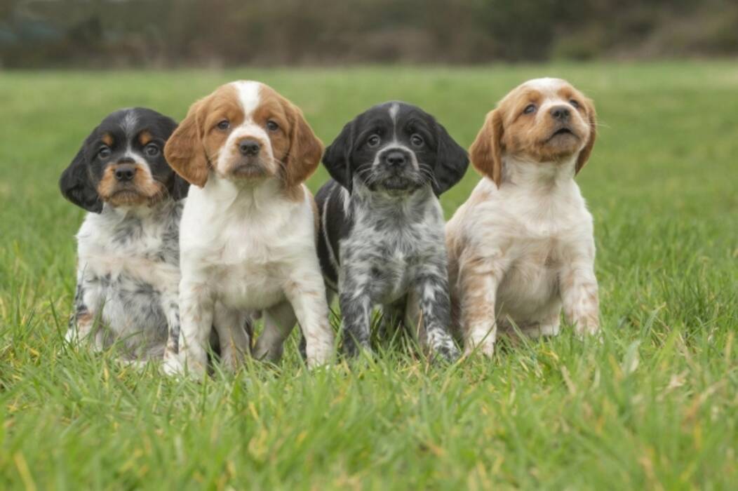 Palmera bananera: descripción y cultivo