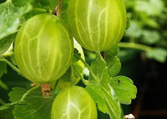 Grosella espinosa Galatea