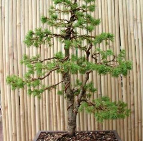 Peculiaridades del trasplante de cedros a otro lugar