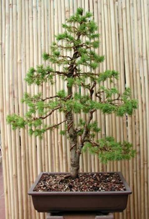 Peculiaridades del trasplante de cedros a otro lugar