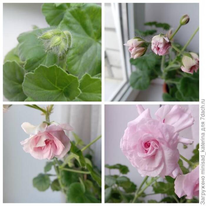 Pelargonium Achievement