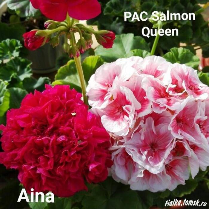 Pelargonium Aina (Aina)
