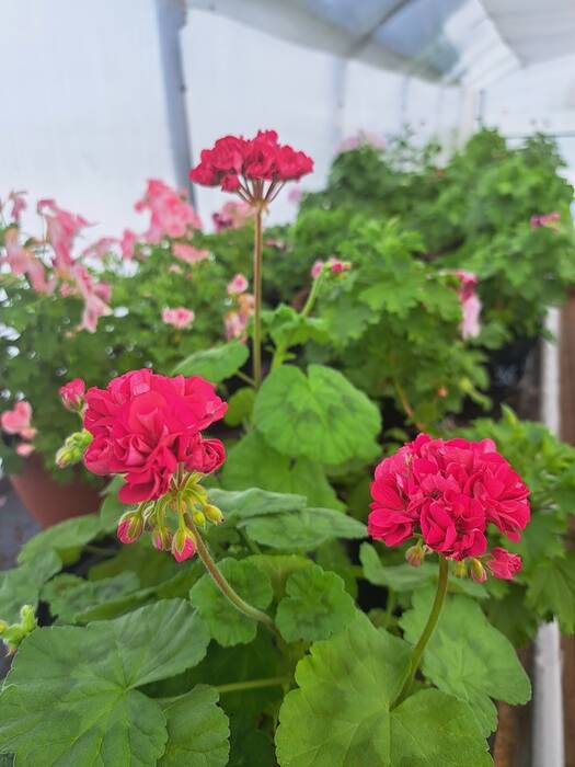 Pelargonium Bold Carmine