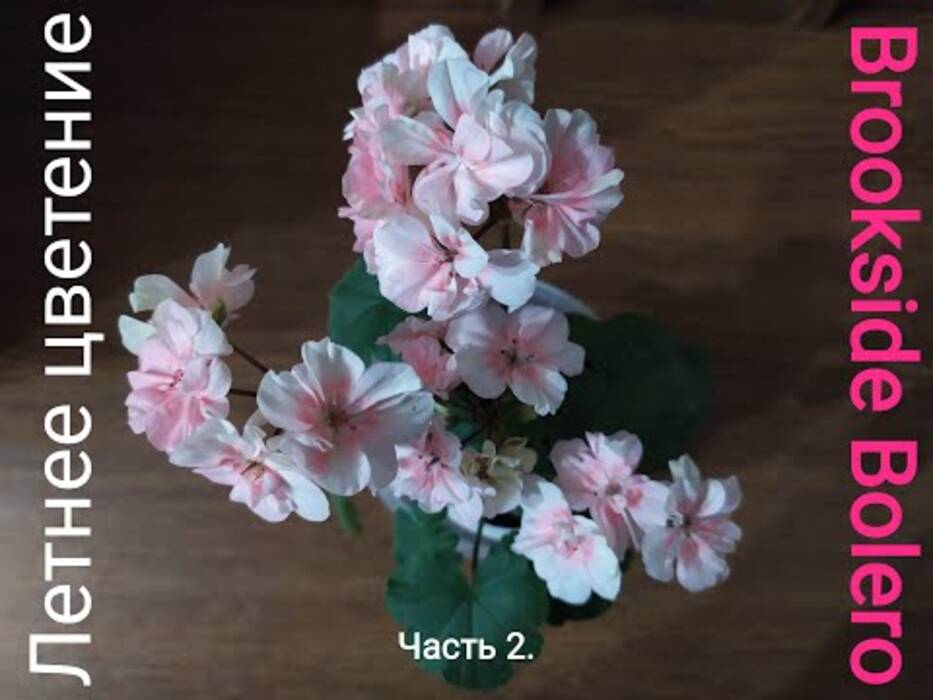 Pelargonium Brookside Bolero (Bolero Brookside)