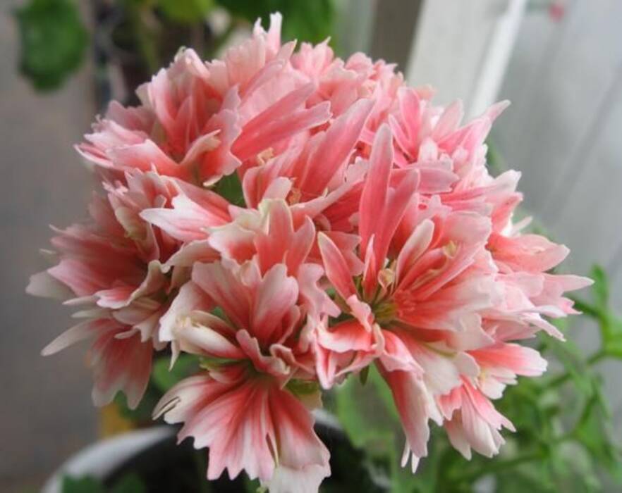 Pelargonium Viña