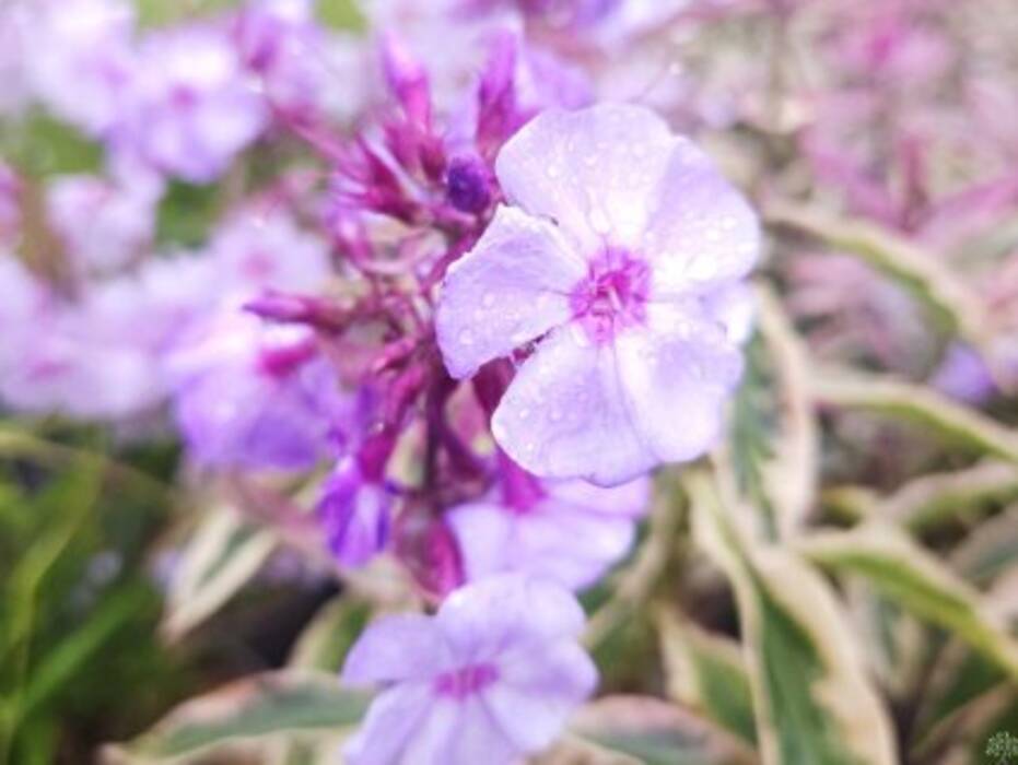 Phlox Arlequín