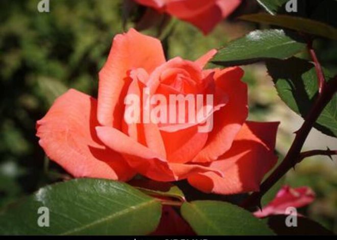 Diferencias entre el aliso y el álamo temblón?