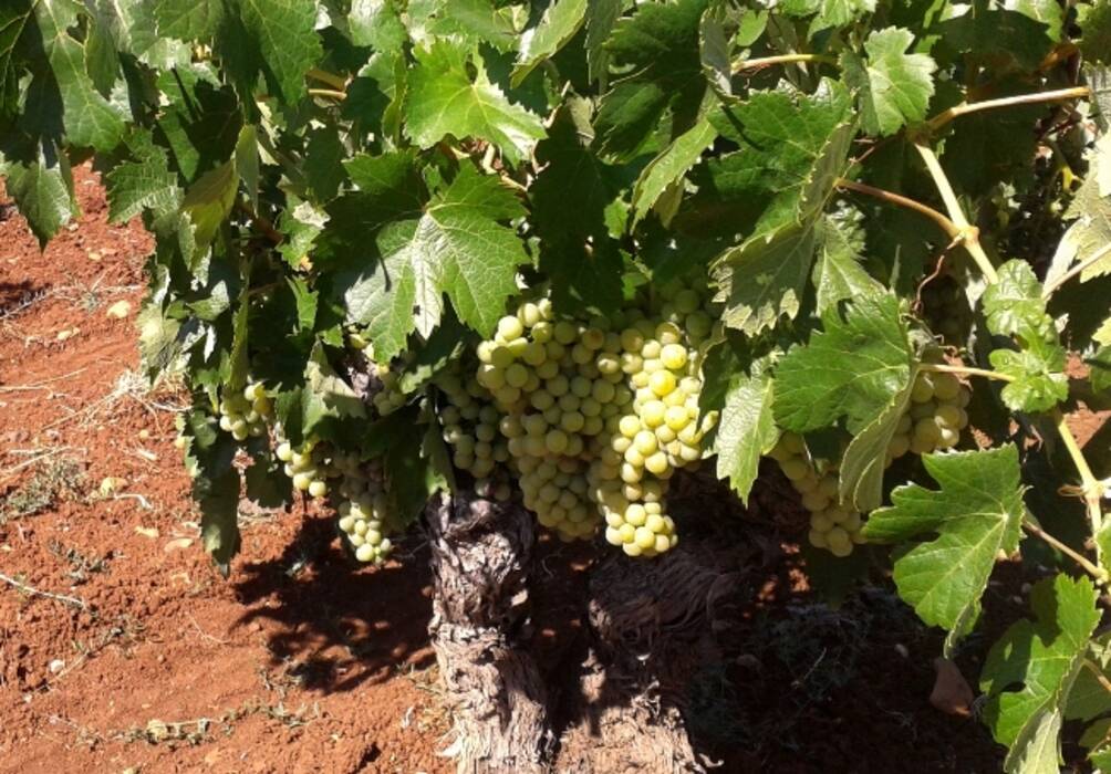 Todo sobre el cultivo de la uva doncella en Siberia