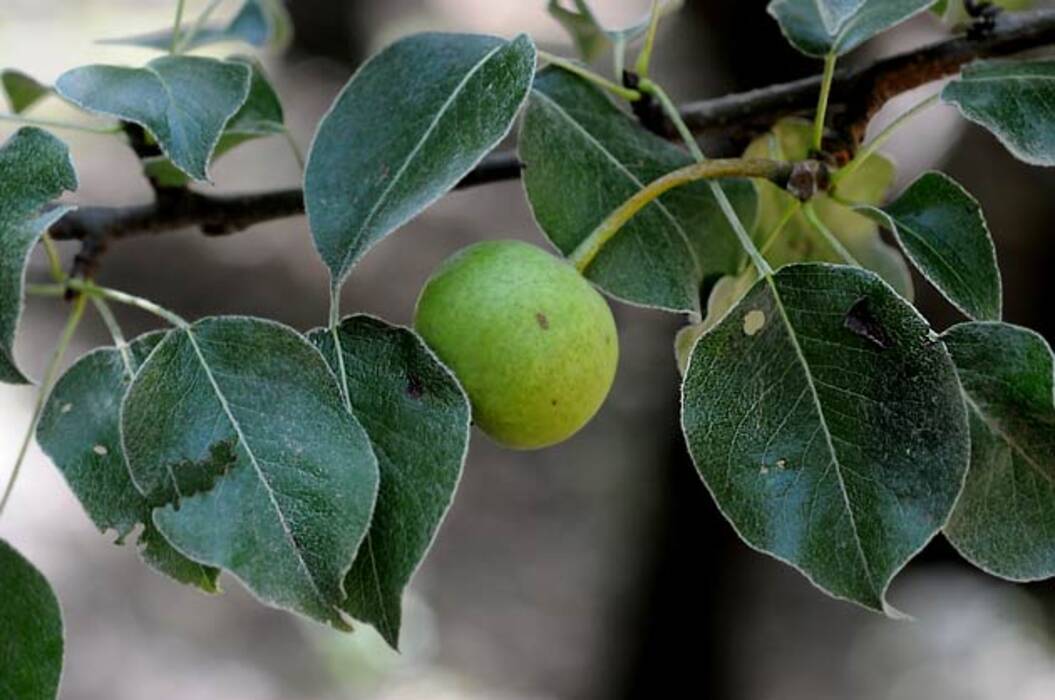 Pepino armenio: descripción y cultivo