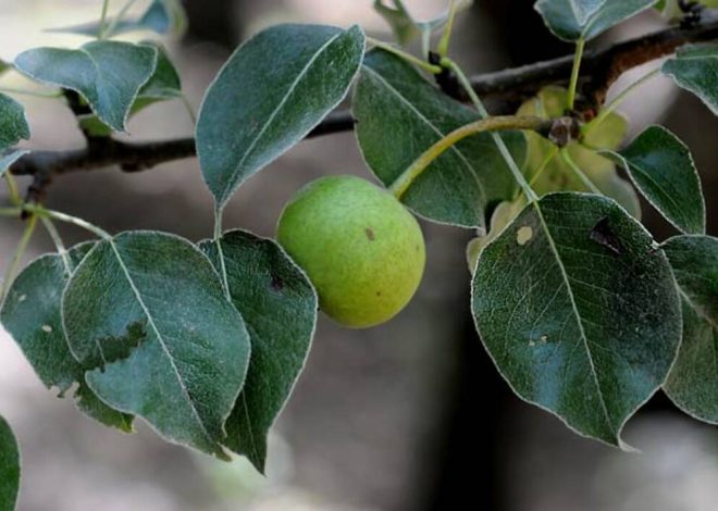 Todo sobre el peral silvestre