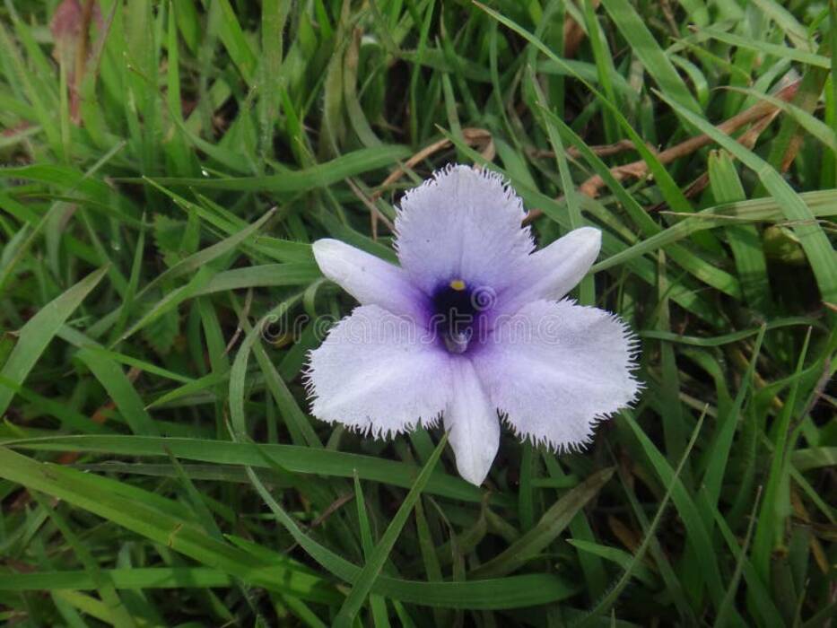Todo sobre la lila jacinto