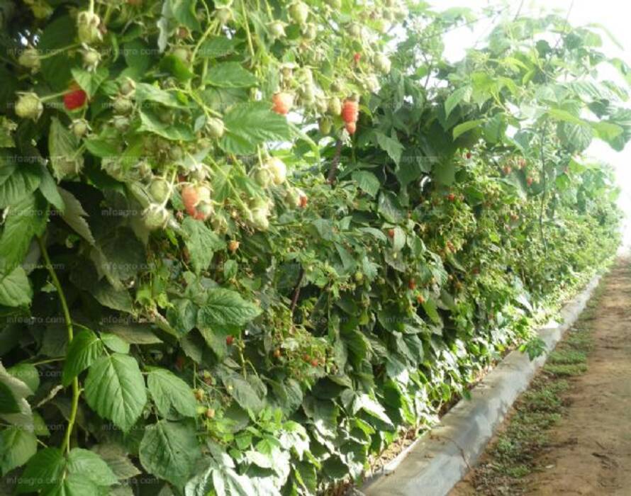 Todo sobre las frambuesas silvestres