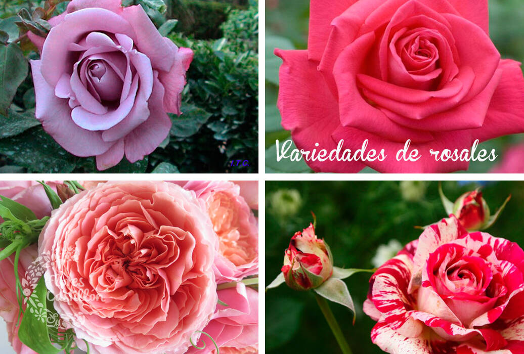 Todo sobre las rosas blancas variegadas