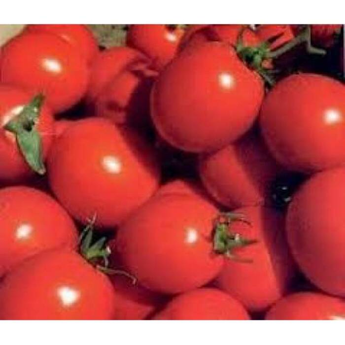 Tomate Alenka