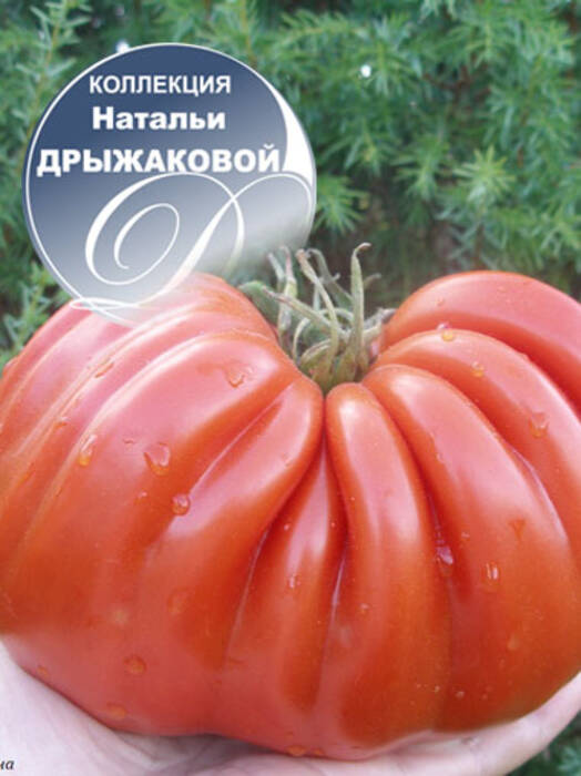 Tomate Farina Gigante