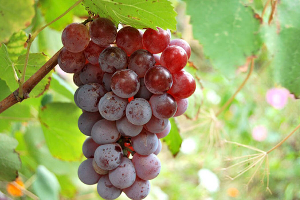 Uvas Bastardo Magarach