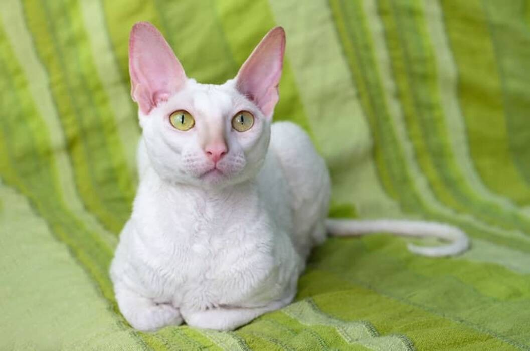 Cornish Rex