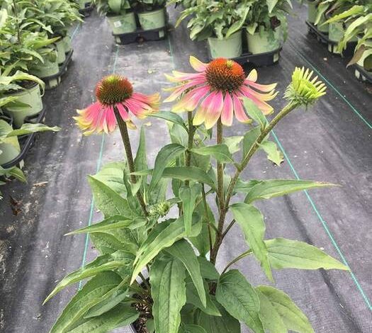 Echinacea Green Twister