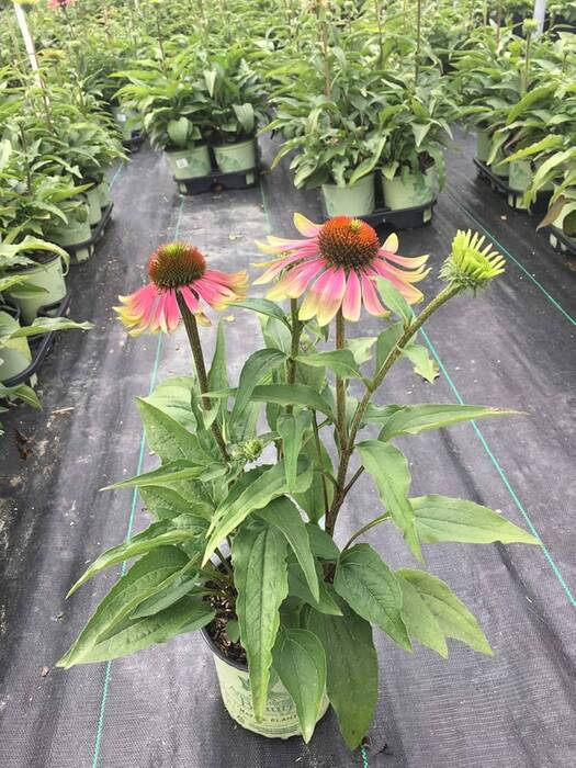 Echinacea Green Twister