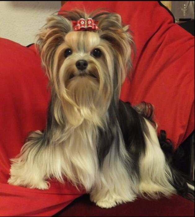 Golddust Yorkshire Terrier