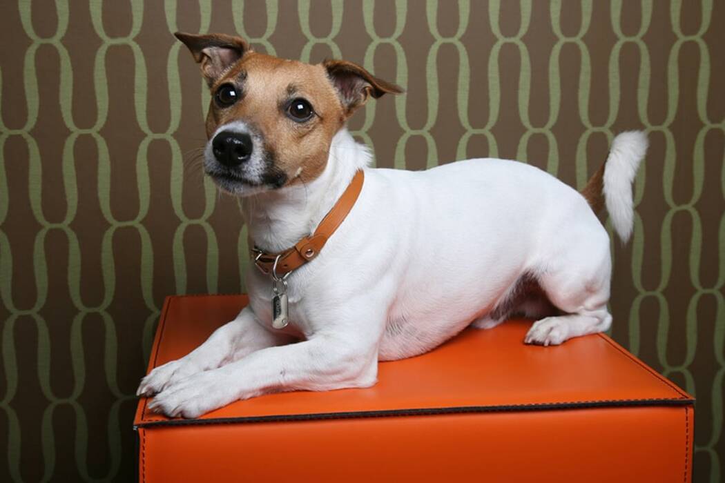 Jack Russell Terrier