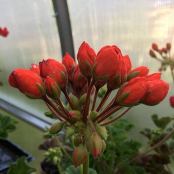 Pelargonium Connie (Conny)