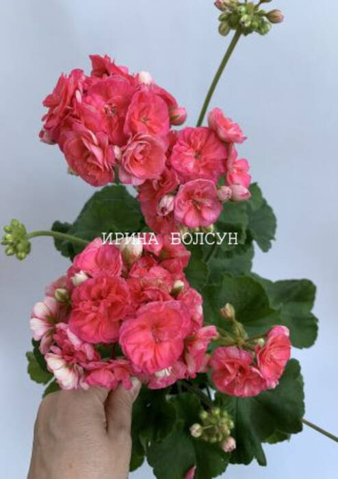Pelargonium Jagershus Faley