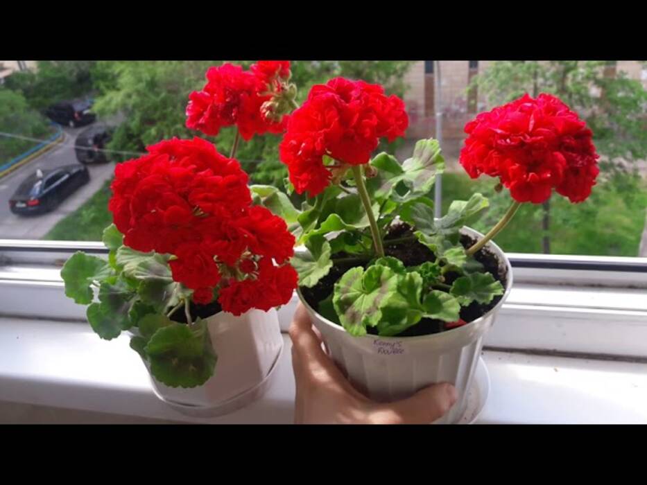 Pelargonium Kennys Double (Kennys Doble)