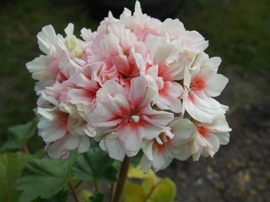 Pelargonium Leona Faverol