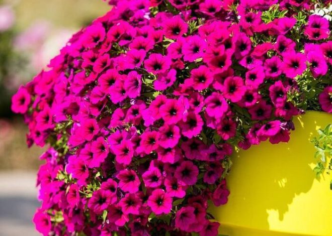 Pelargonium Novia de Yu-Tsar