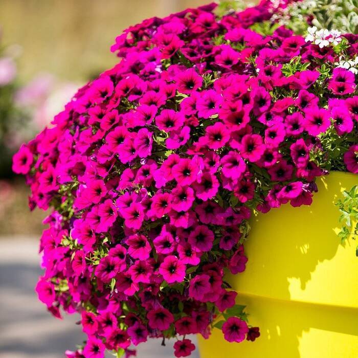 Pelargonium Novia de Yu-Tsar