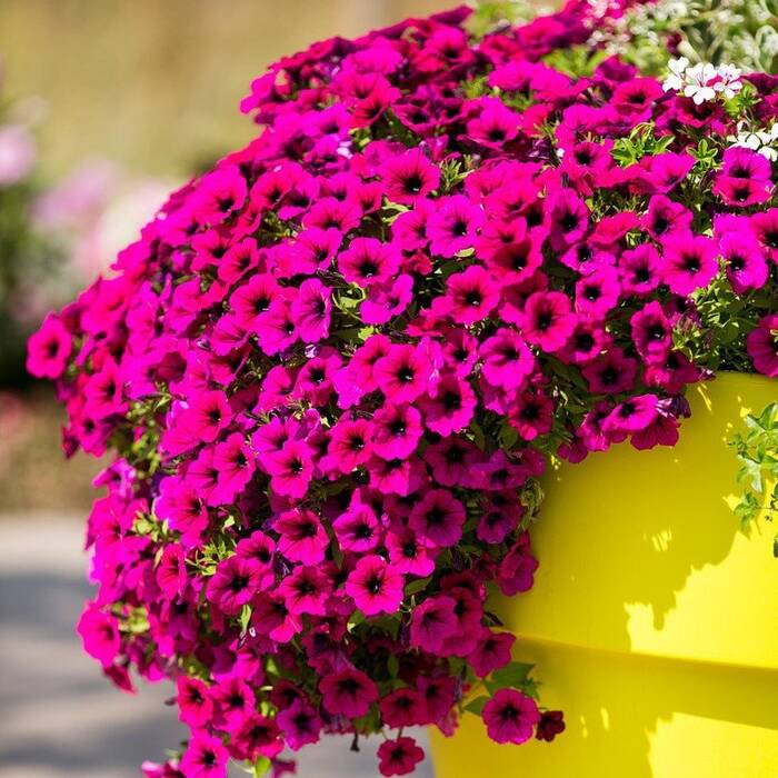 Petunia Manta Violeta