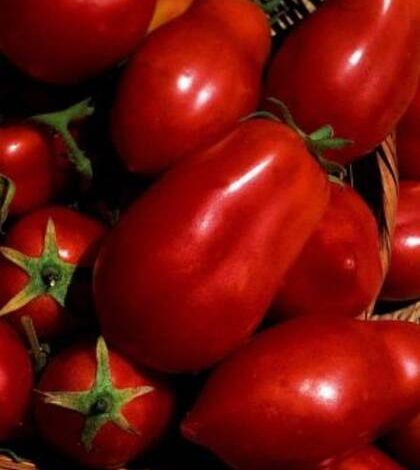 Pimiento Giganto Rossa