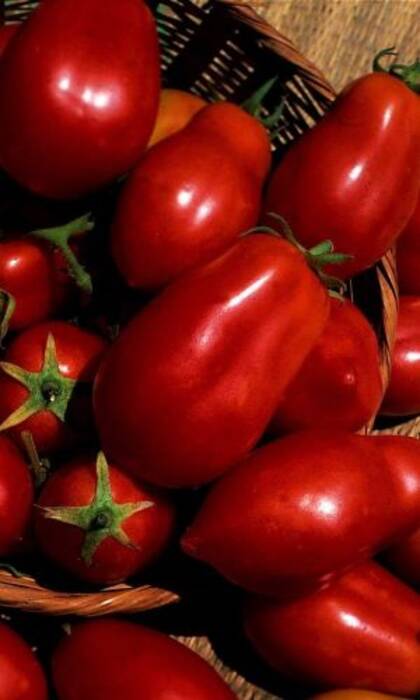 Pimiento Giganto Rossa