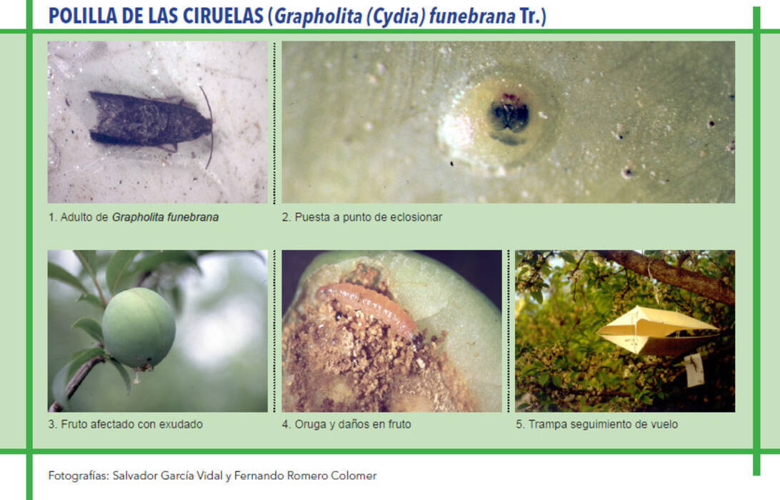 Soportes para clemátides: tipos, sujeción y fabricación