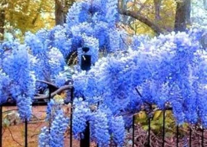 Todo sobre la lila china