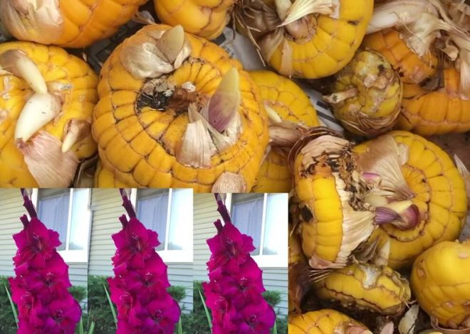 Todo sobre las semillas de gladiolo