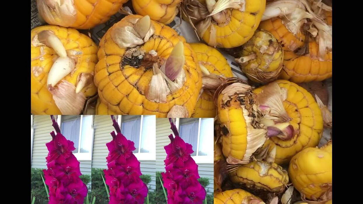 Todo sobre las semillas de gladiolo