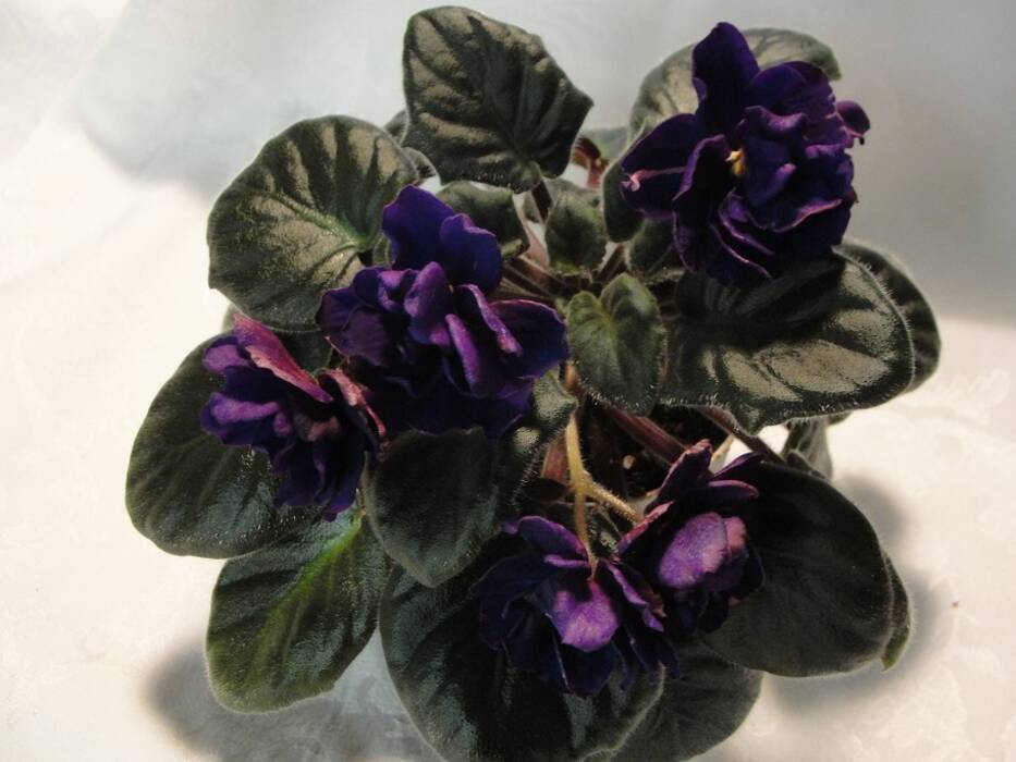 Violeta EK-Black Magnolia