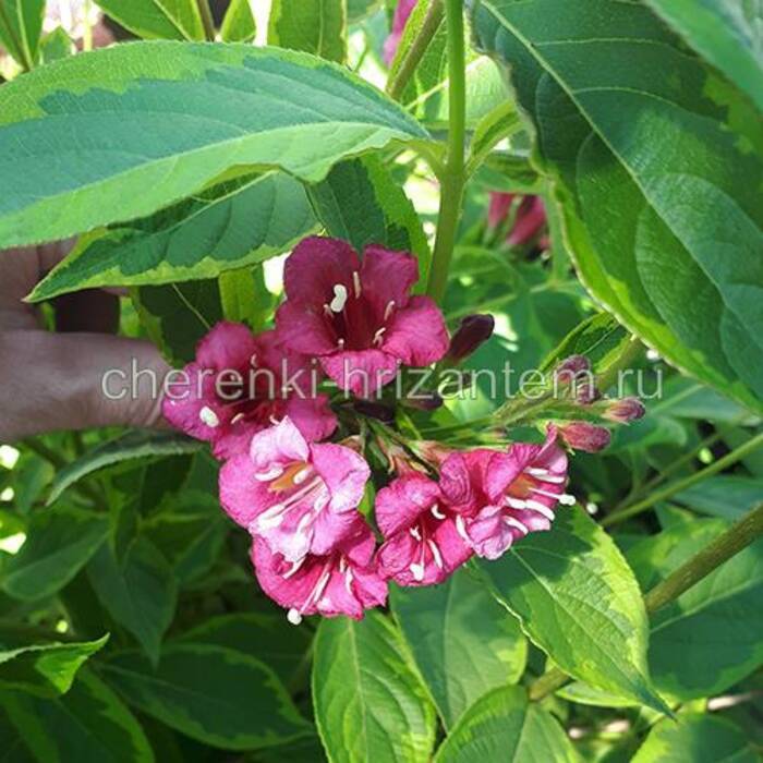 Cómo cultivar fresas en invernadero?