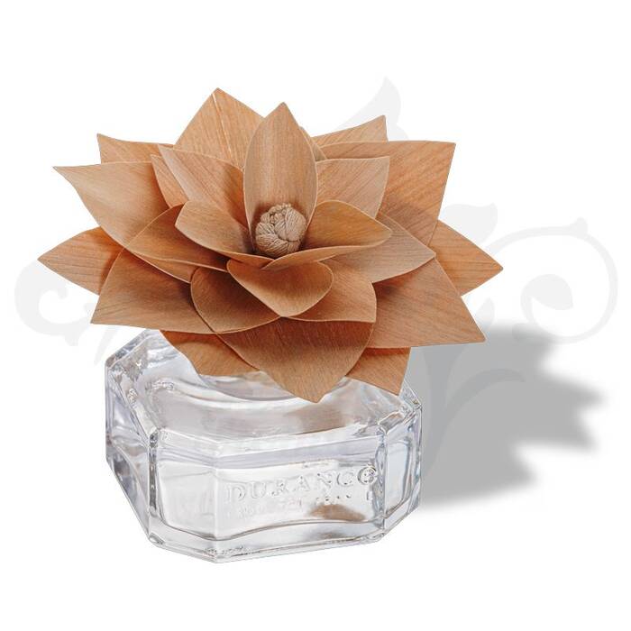 Camelia Violeta LE-Blanca