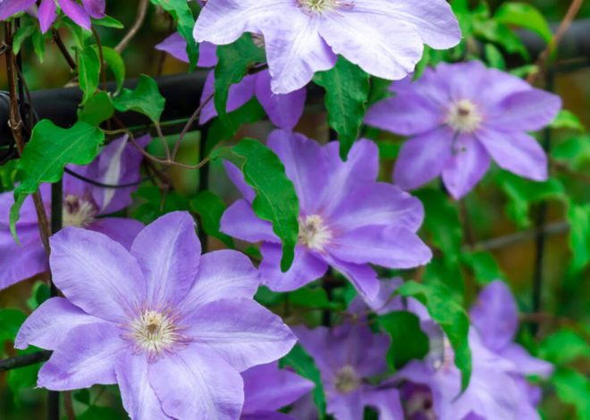 Características del cultivo de clemátides en maceta