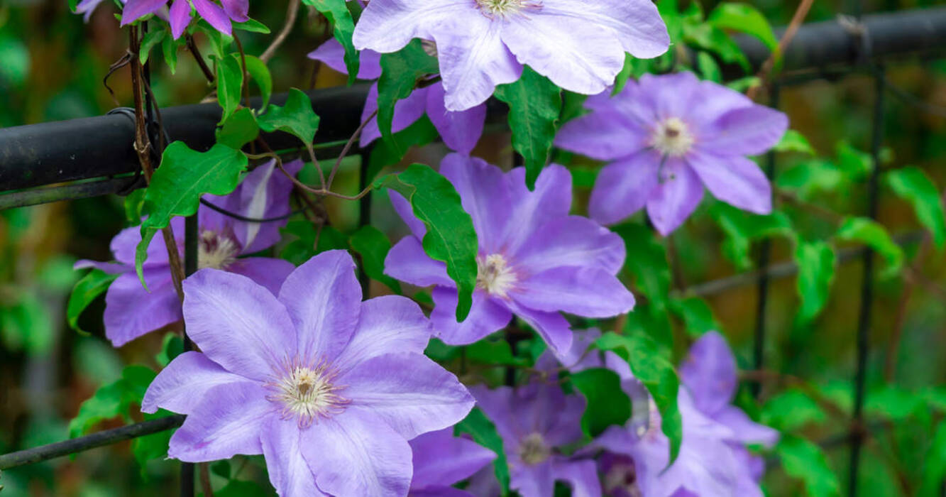 Características del cultivo de clemátides en maceta