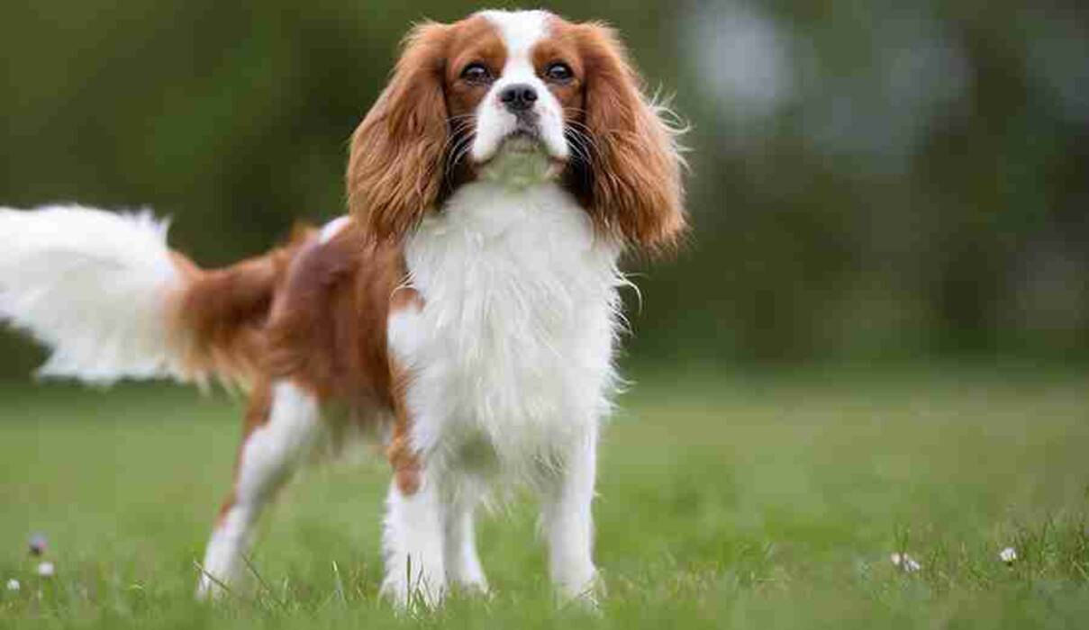 Cavalier King Charles Spaniel