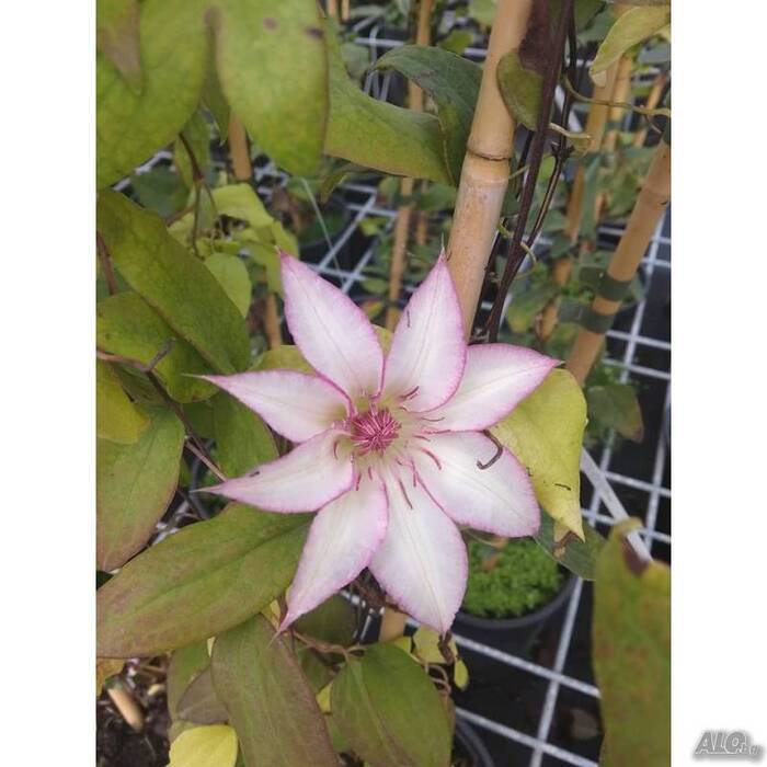 Cómo plantar una rosa si ha brotado en un jarrón?