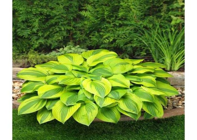 Hosta Velvet Moon